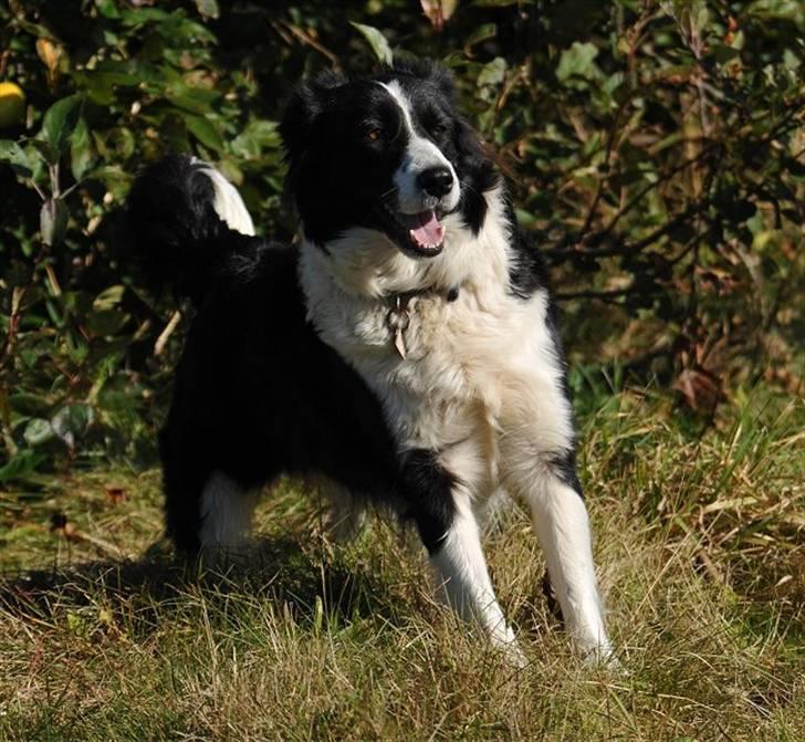Border collie Mitzy - Foto: jani Pedersen billede 16