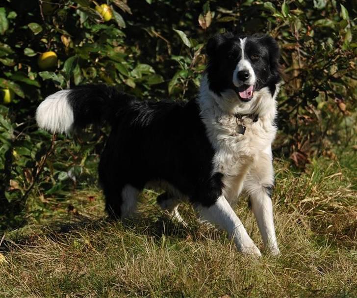 Border collie Mitzy - Foto: jani Pedersen billede 17