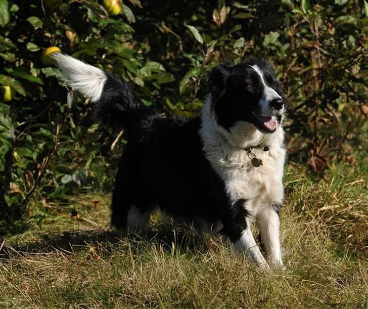 Border collie Mitzy - Foto: jani Pedersen billede 18