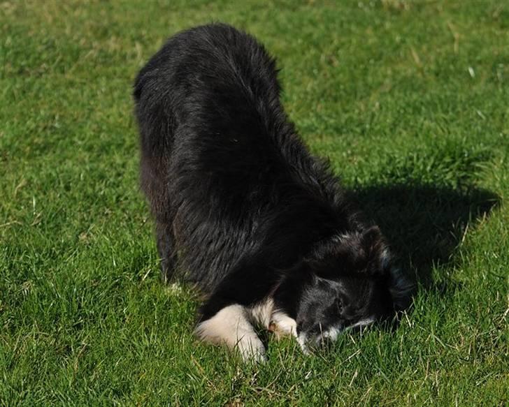 Border collie Bobby (Buffas) - Foto: jani Pedersen billede 19