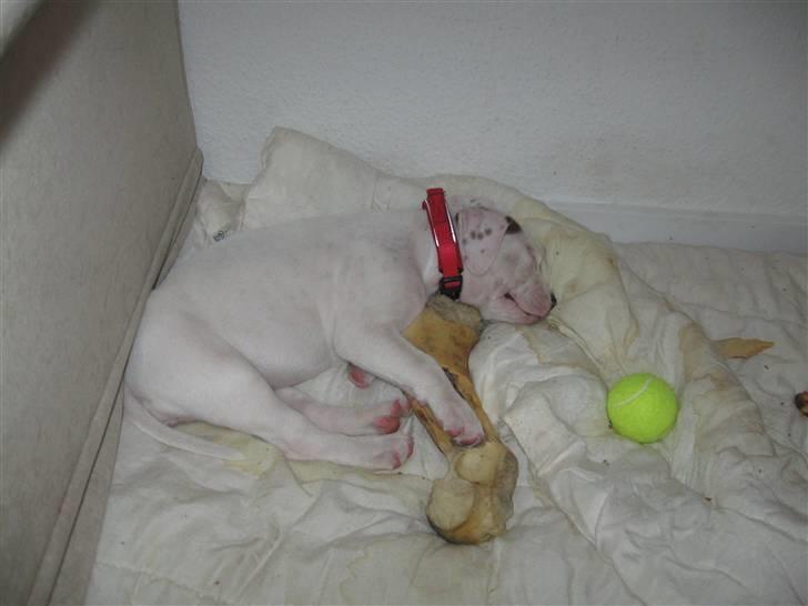 Amerikansk staffordshire terrier Miamii Baby <3 †Himmelhund† - ZzzzZzzz Bimmer må ik få sit kødbed igen :D billede 9