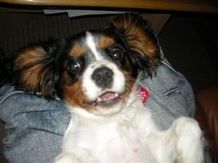 Cavalier king charles spaniel Gismo - 6 måneder gammel (: billede 10