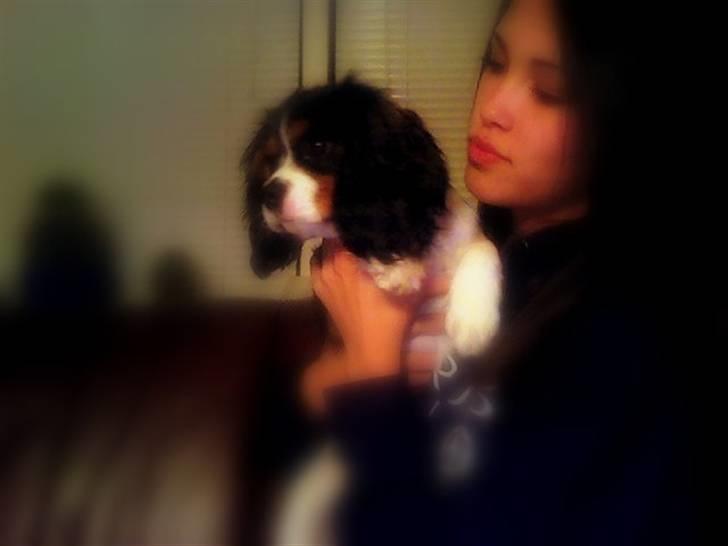 Cavalier king charles spaniel Gismo - 7 måneder gammel, en rigtig nysgerrig og skør hund. billede 11