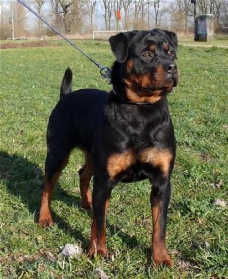 Rottweiler Asina vd mattesburg R.I.P billede 1