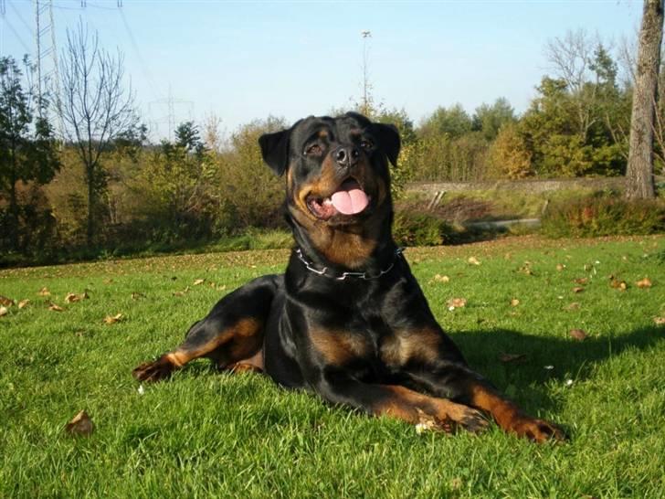 Rottweiler Asina vd mattesburg R.I.P billede 2