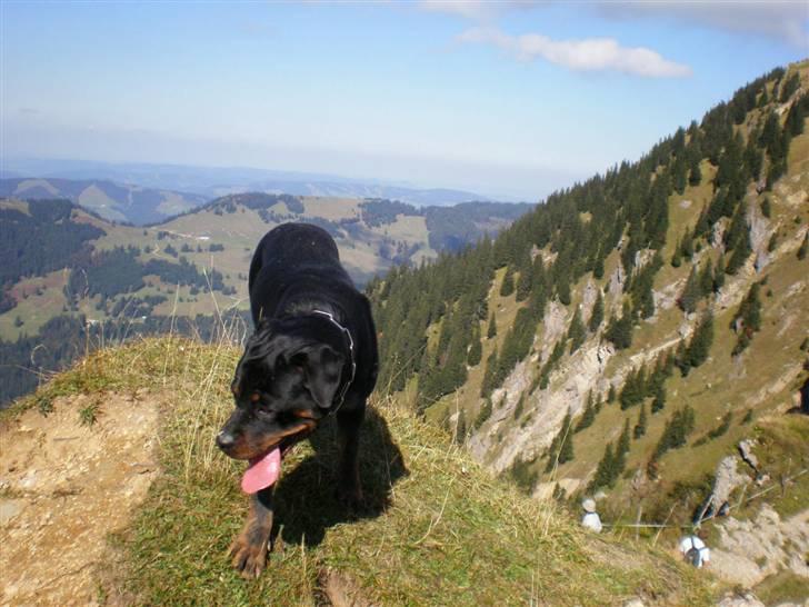 Rottweiler Asina vd mattesburg R.I.P billede 3