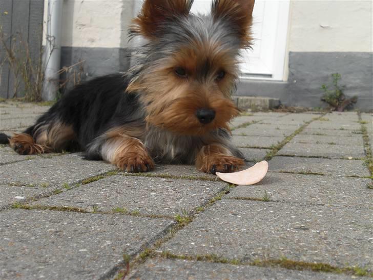 Yorkshire terrier Bimse SilverStar billede 15