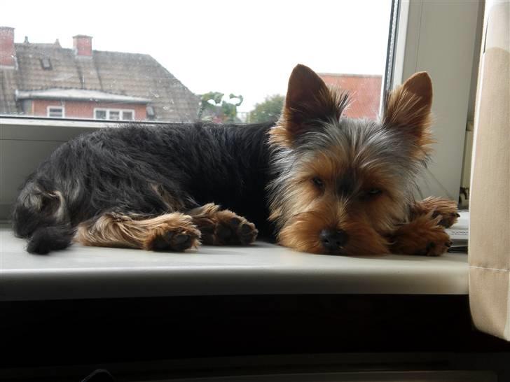 Yorkshire terrier Bimse SilverStar - Ny klippet billede 16
