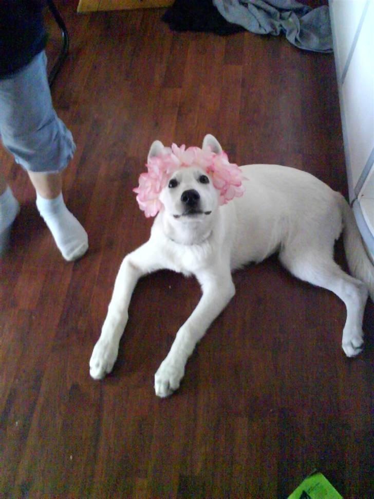 Hvid schæfer Nala billede 12