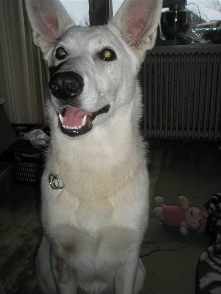 Hvid schæfer Nala billede 14