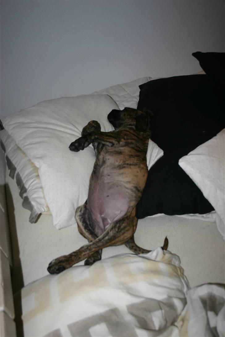 Dogo canario R.I.P <3 Freja <3  billede 11