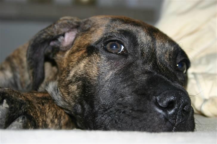 Dogo canario R.I.P <3 Freja <3  billede 12