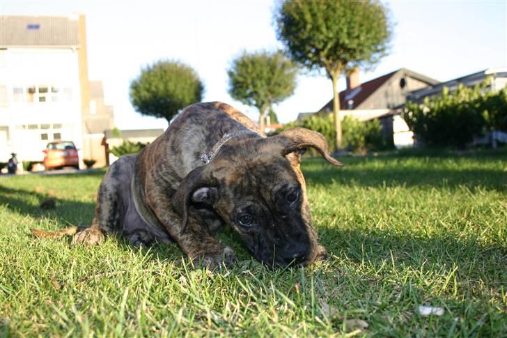 Dogo canario R.I.P <3 Freja <3  billede 13