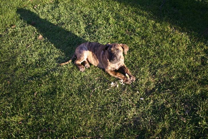 Dogo canario R.I.P <3 Freja <3  billede 14