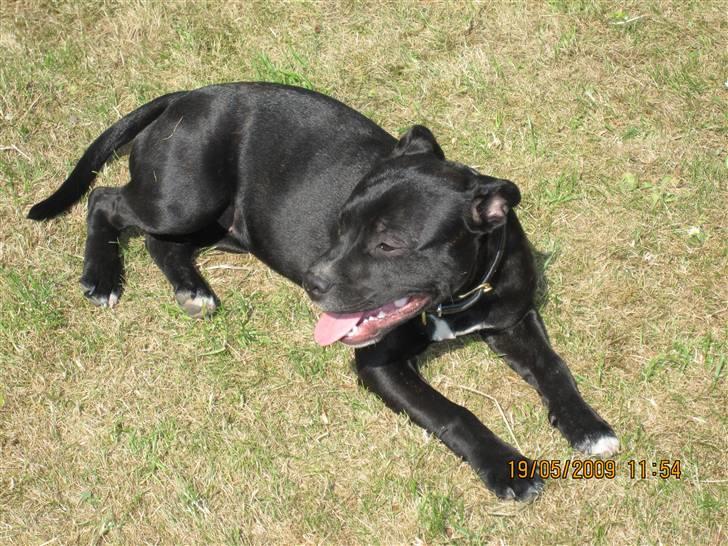 Staffordshire bull terrier Gaia billede 9