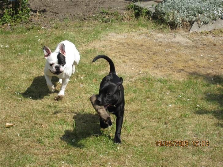 Staffordshire bull terrier Gaia billede 10