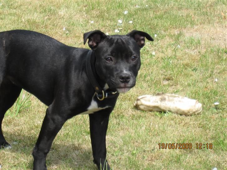 Staffordshire bull terrier Gaia billede 11