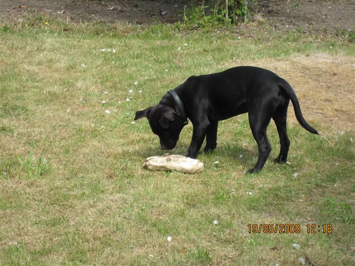 Staffordshire bull terrier Gaia billede 12