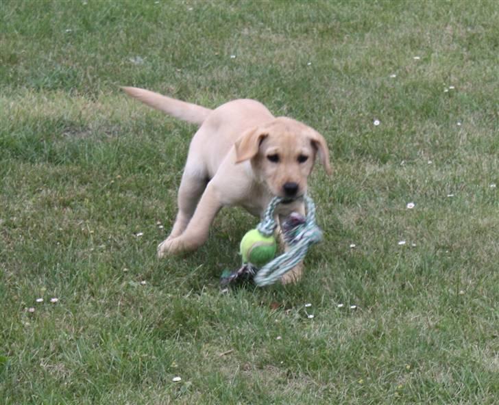 Labrador retriever Luna - Luna i haven med sit første stykke legetøj billede 1