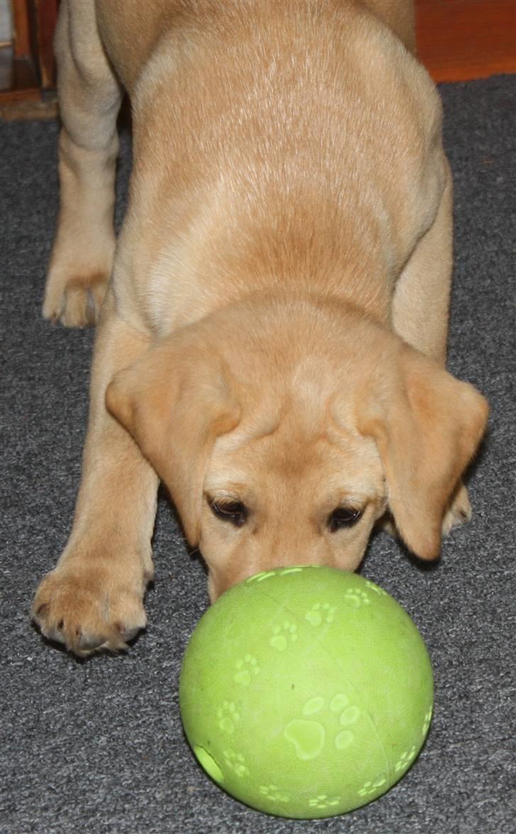 Labrador retriever Luna - far puttede gofbidder ind i den bold hvordan får jeg dem ud??? billede 3