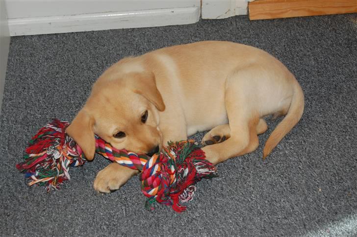 Labrador retriever Luna - Luna med sit højt elskede reb billede 5