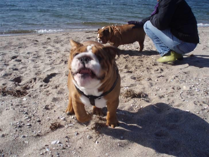 Engelsk bulldog Anton - ved stranden i fuld galop billede 1