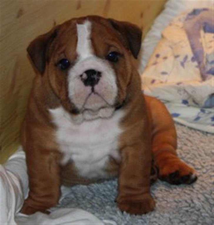 Engelsk bulldog Anton - lille søde Anton som hvalp billede 2