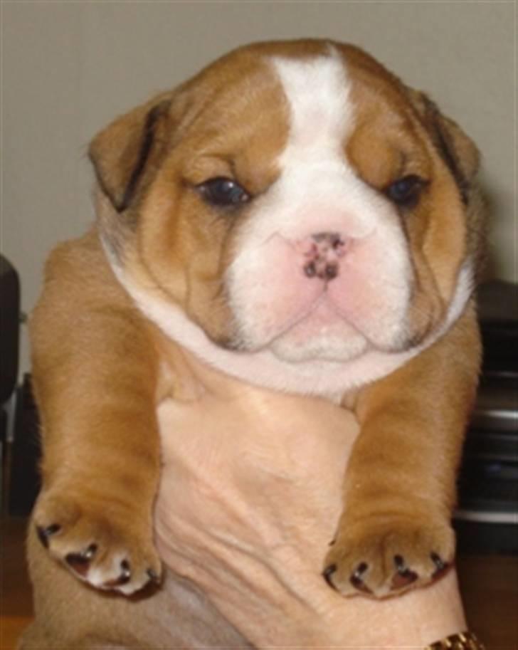 Engelsk bulldog Anton - 4 uger gammel billede 3