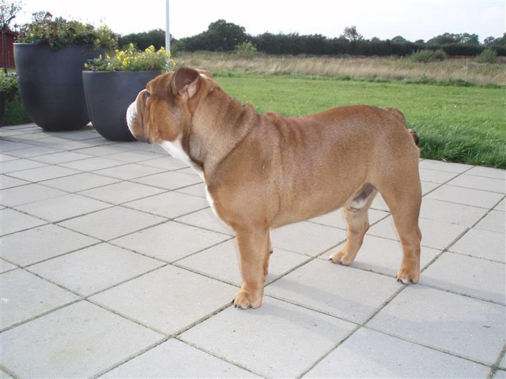 Engelsk bulldog Anton - I haven - holder udkig billede 4