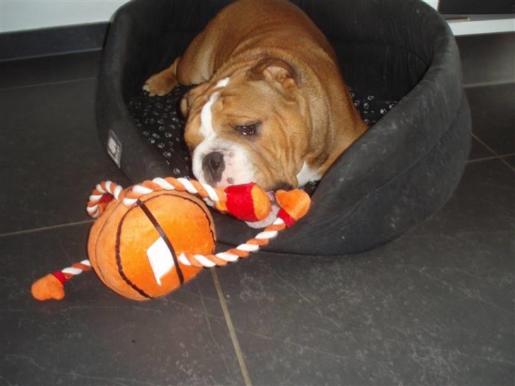 Engelsk bulldog Anton - fedt med nyt legetøj - så længe det holder.... billede 5