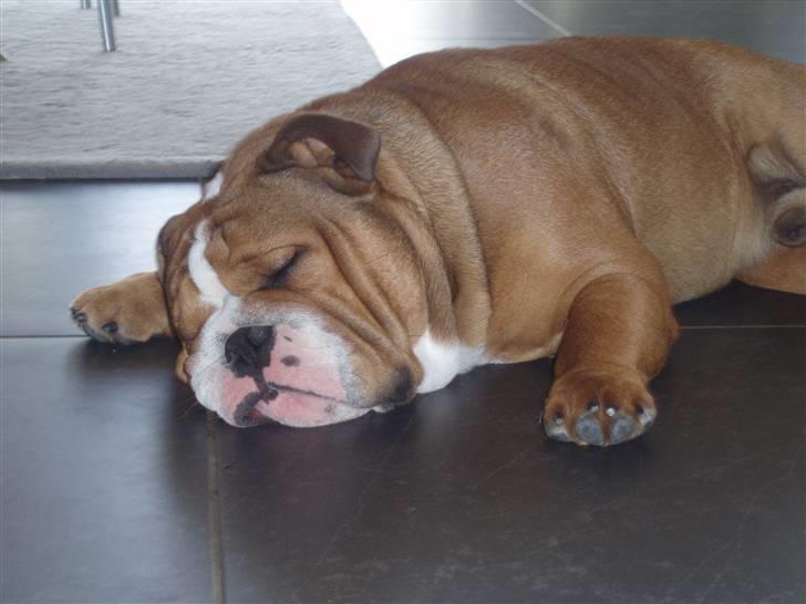 Engelsk bulldog Anton - zzzzzzzzzzz...... billede 6