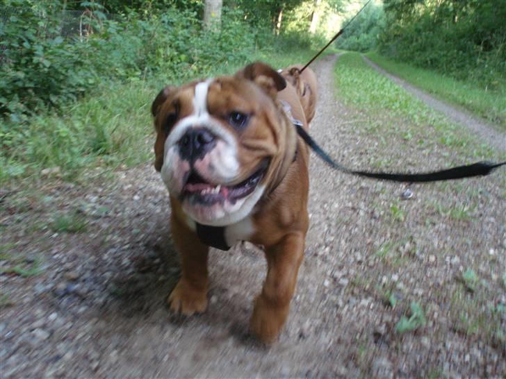 Engelsk bulldog Anton - bare sjovt at gå tur i skoven billede 7