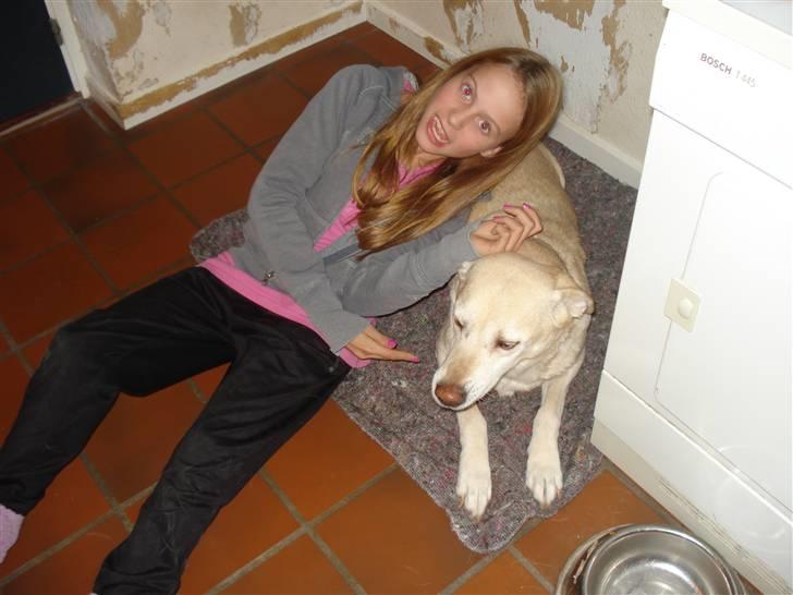 Labrador retriever Bellamús død /: ): billede 10