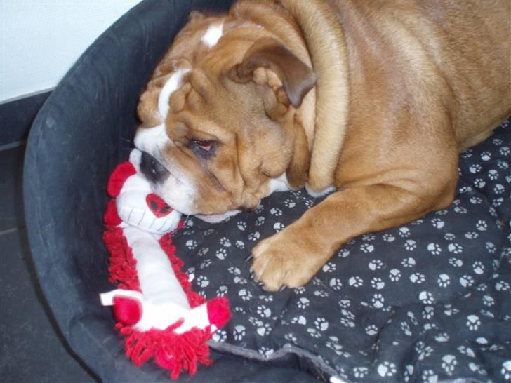 Engelsk bulldog Anton - MIT legetøj!! billede 8