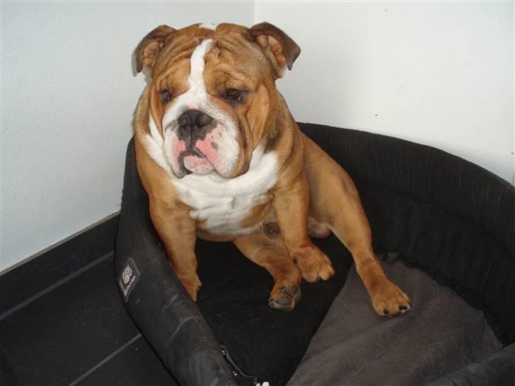 Engelsk bulldog Anton - slapper lige i min kurv billede 9