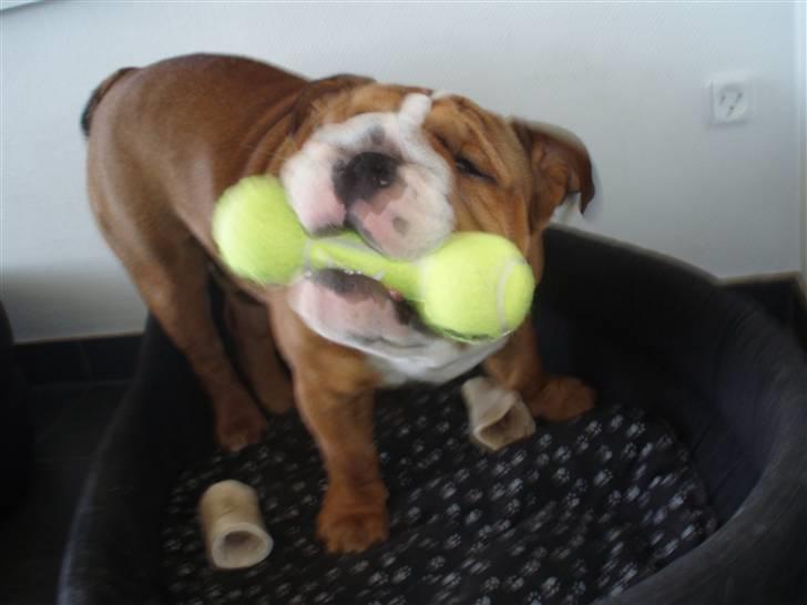 Engelsk bulldog Anton - sjove legetøjsting billede 10