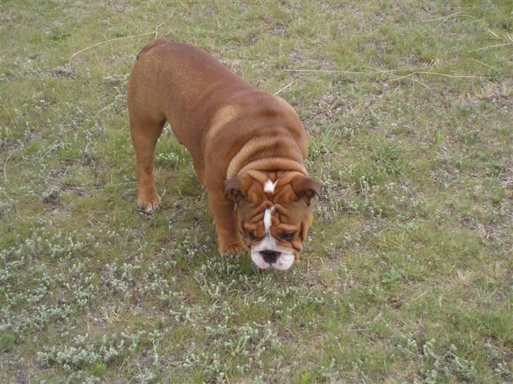 Engelsk bulldog Anton - hvor skal jeg lige tisse.......? billede 11