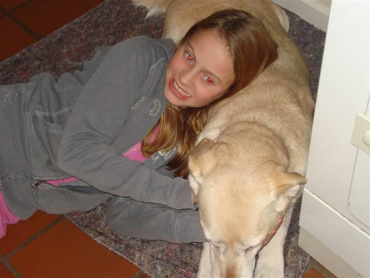 Labrador retriever Bellamús død /: ): billede 11