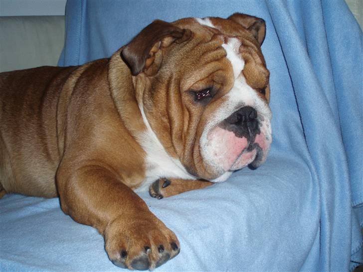 Engelsk bulldog Anton - min plads i sofaen billede 12