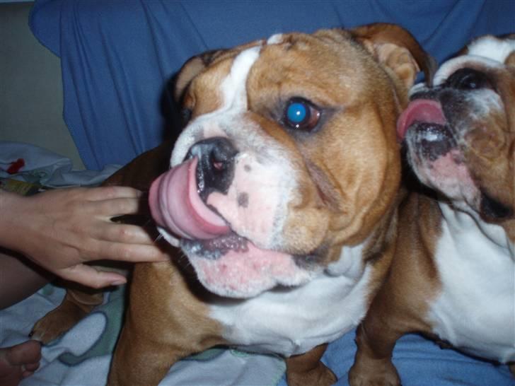 Engelsk bulldog Anton - vil gerne smage din is!! billede 13