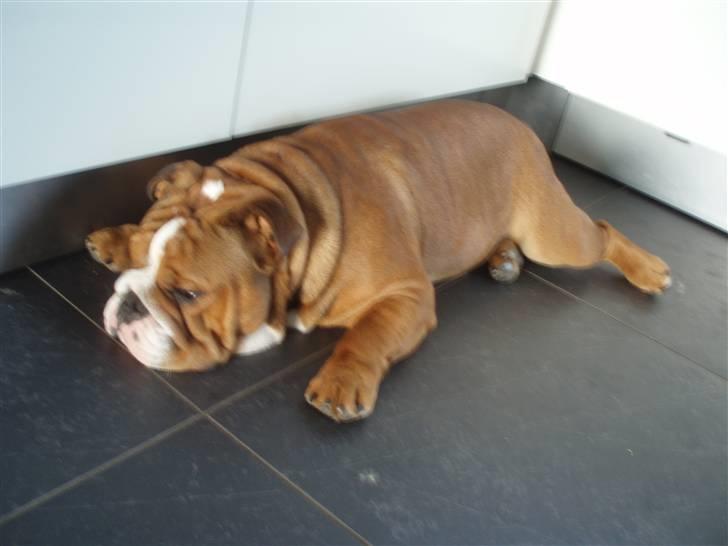 Engelsk bulldog Anton - min plads billede 14