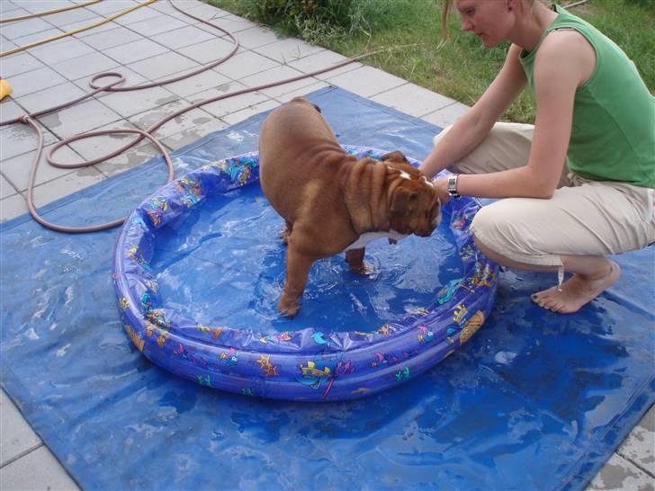 Engelsk bulldog Anton - dejligt med koldt fodbad i varmen billede 15