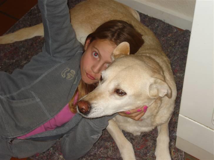 Labrador retriever Bellamús død /: ): billede 12