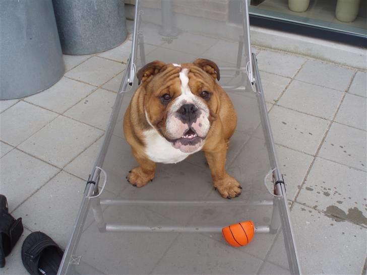Engelsk bulldog Anton - tør du tage min bold? billede 16