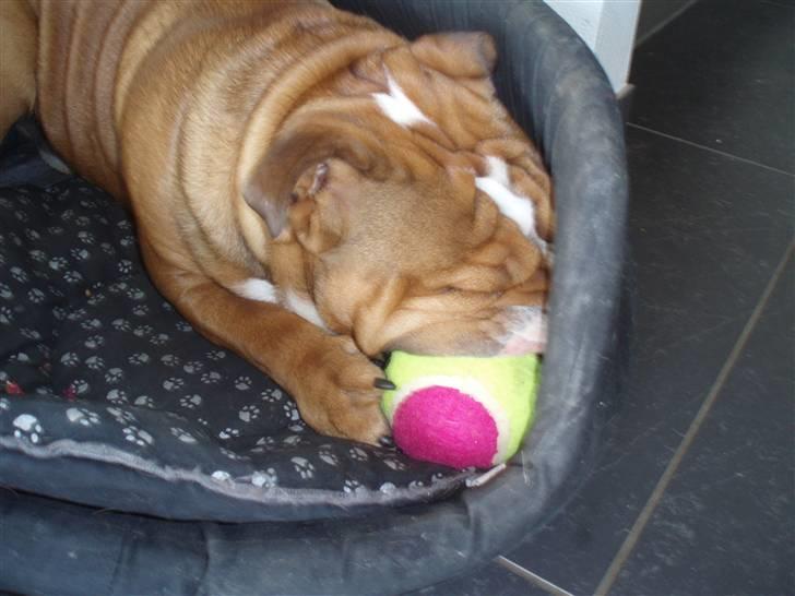 Engelsk bulldog Anton - god gnavebold billede 17