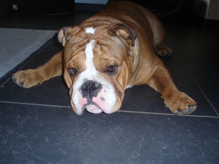 Engelsk bulldog Anton - så meget kan jeg sprede mine forben billede 18