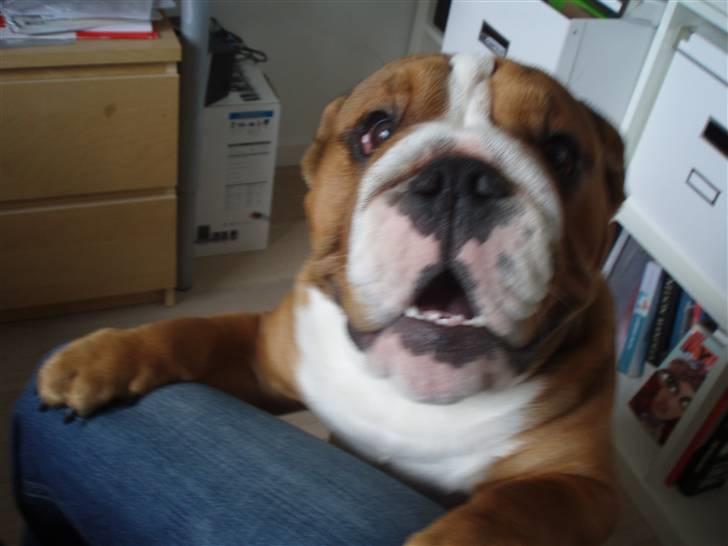 Engelsk bulldog Anton - Vov!! så leg dog med mig billede 19