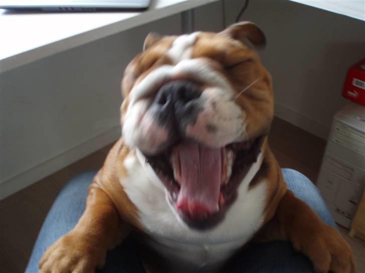 Engelsk bulldog Anton - gaaaaaaaaaaaab!! billede 20