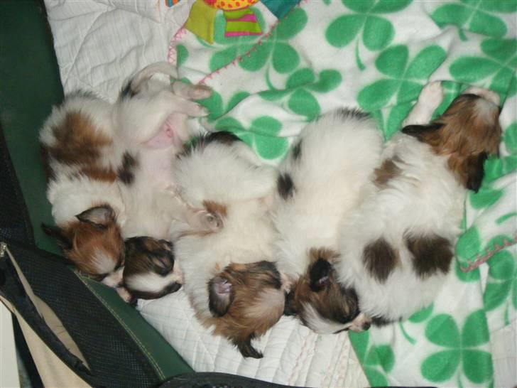 Papillon Swettie - Sweetie sammen med hendes søskende, 5 enhalv uge. billede 13