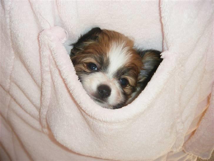 Papillon Swettie - I min mor`s lomme :o),  5 enhalv uge. billede 14